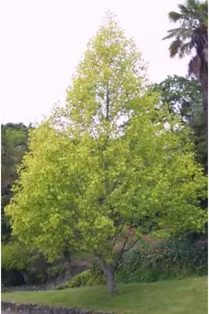 Тюльпанове дерево Ауреамаргіната додає елегантності і яскравих фарб саду.